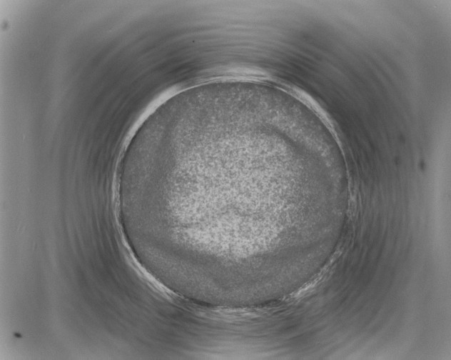 X0000081581243200702051231