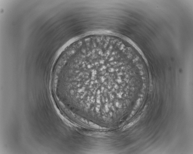 X0000081581245200702051231