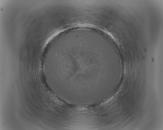 X0000081581263200702051230