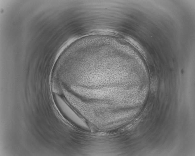 X0000081581283200702051230