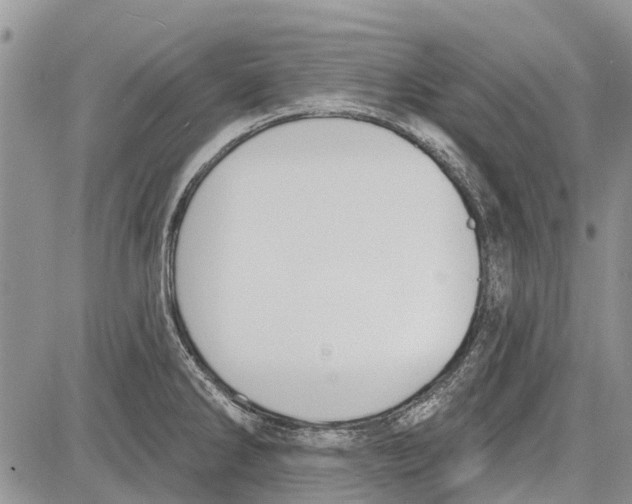 X0000081581286200702051230