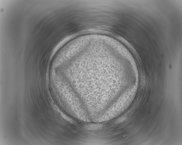 X0000081581294200702051230