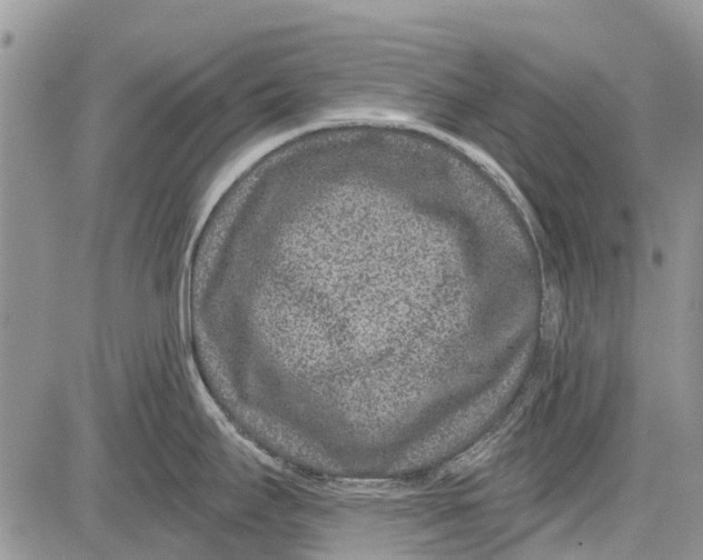 X0000081581295200702051230