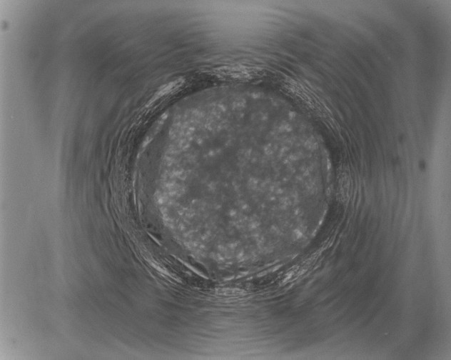 X0000081581297200702051229