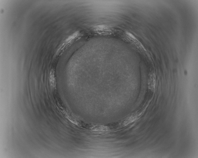 X0000081581298200702051229