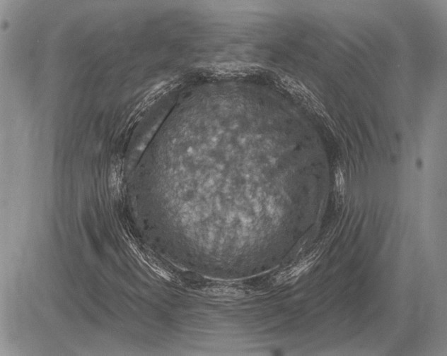 X0000081581300200702051229