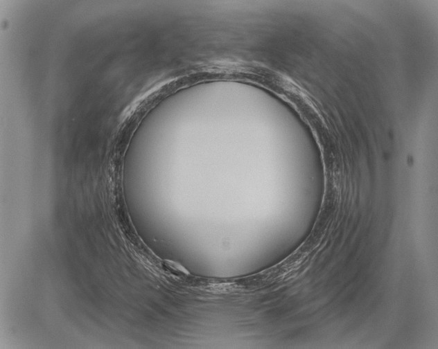 X0000081581304200702051229