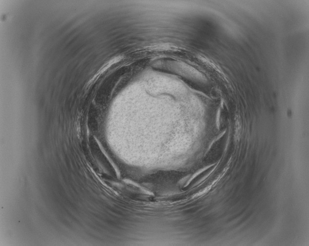 X0000081581305200702051229