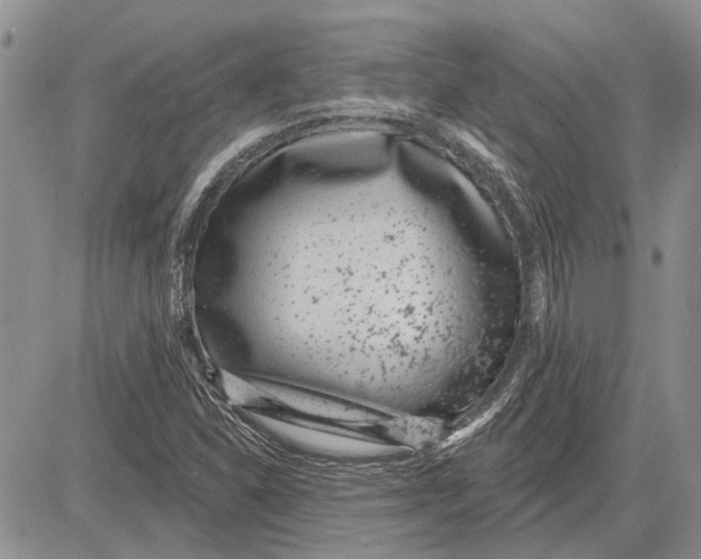 X0000081581310200702051229