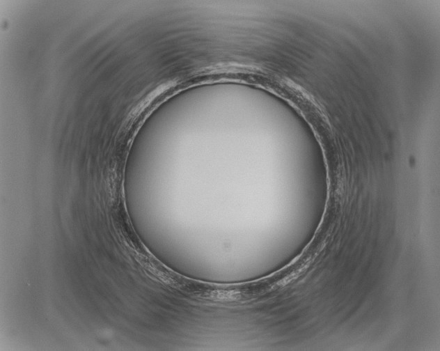 X0000081581313200702051229