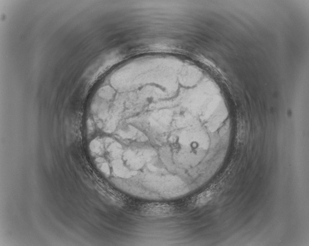 X0000081581314200702051229