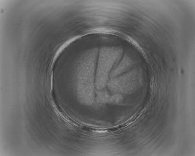 X0000081581323200702051229