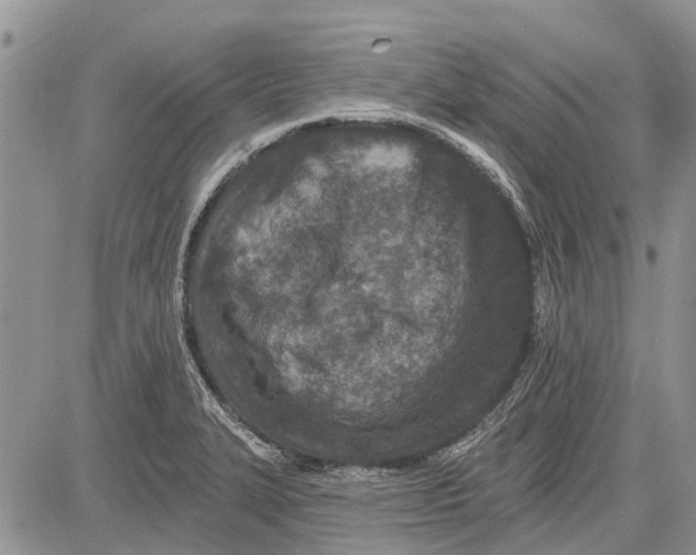 X0000081581327200702051229