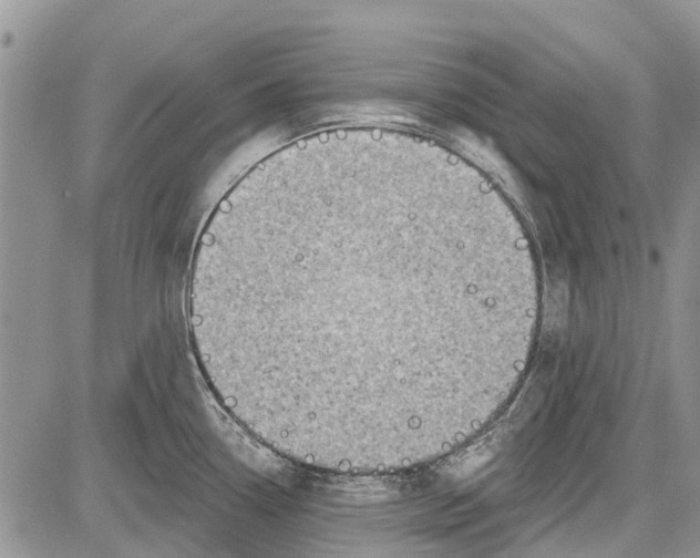 X0000081581338200702051229