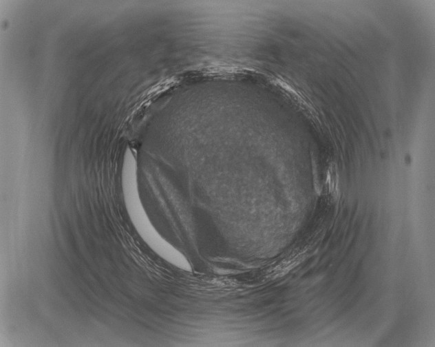 X0000081581348200702051229