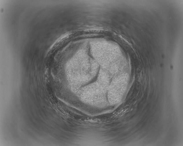 X0000081581351200702051229