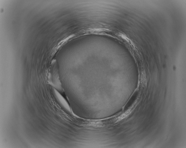 X0000081581353200702051229