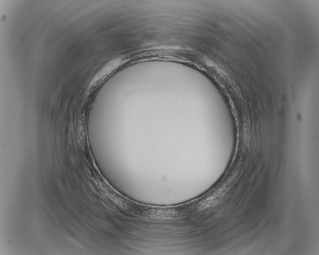 X0000081581354200702051229