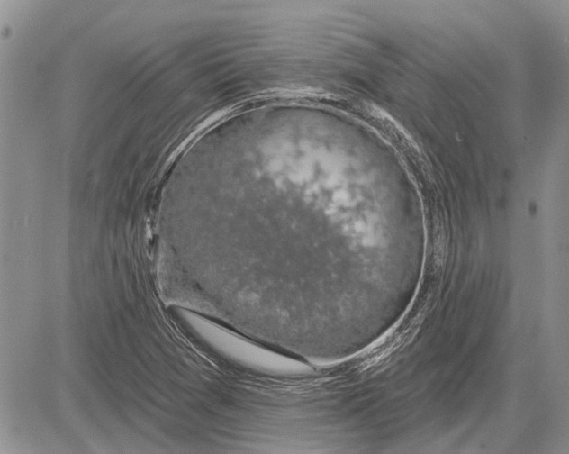 X0000081581361200702051229