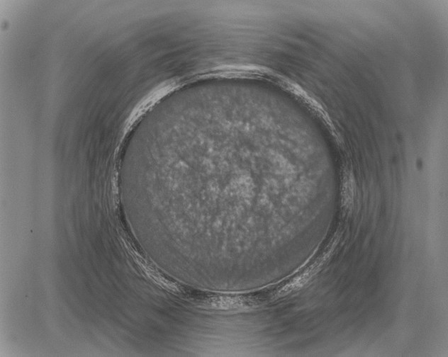 X0000081581362200702051229