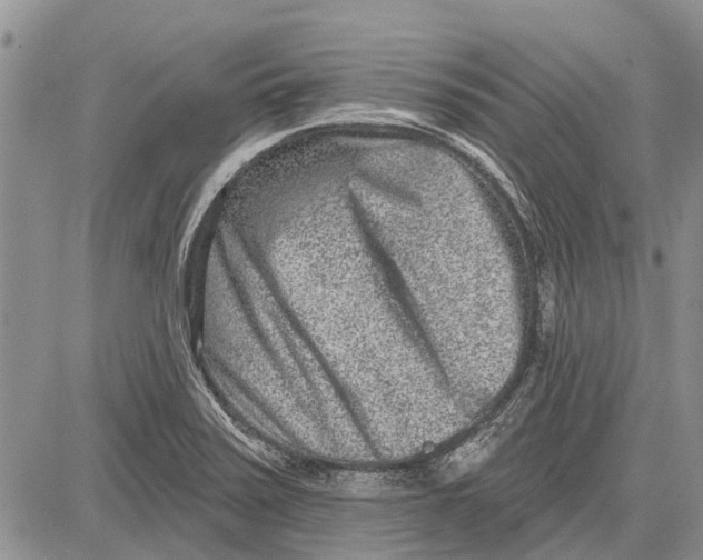 X0000081581371200702051228