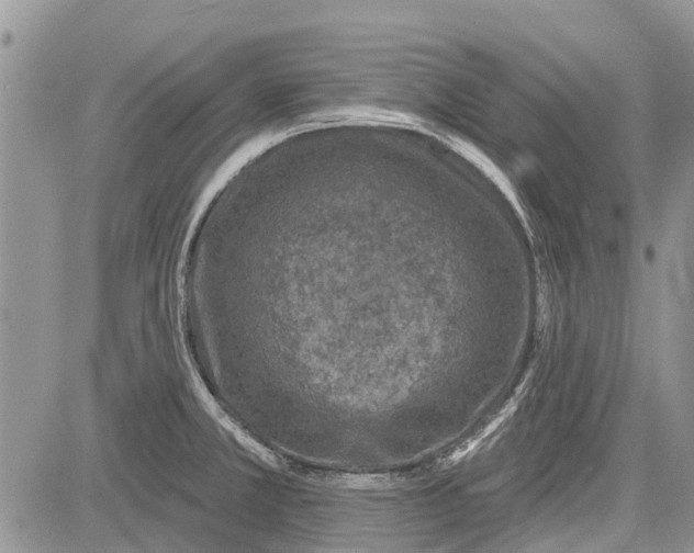 X0000081581381200702051228