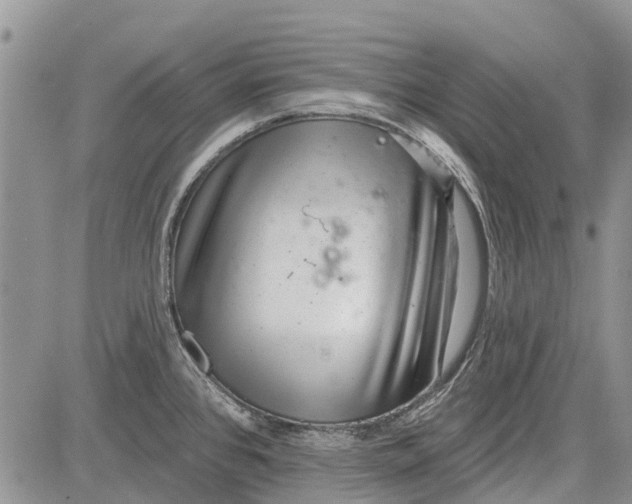 X0000081581384200702051228