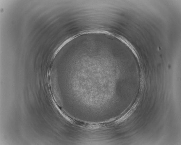 X0000081581385200702051228