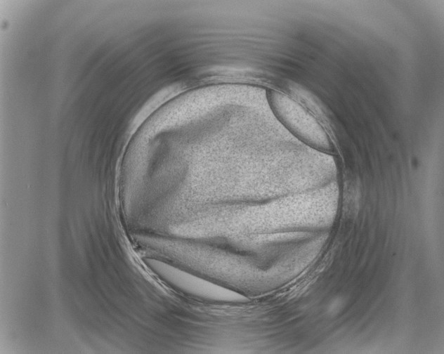 X0000081581386200702051228