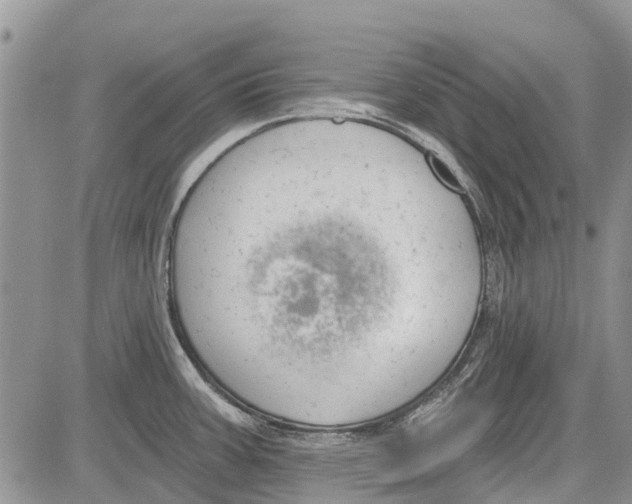 X0000081581387200702051228