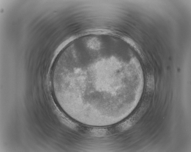 X0000081581466200702051227