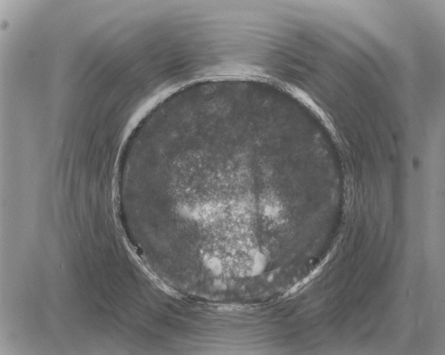 X0000081581469200702051227