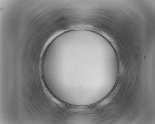 X0000081581486200702051227