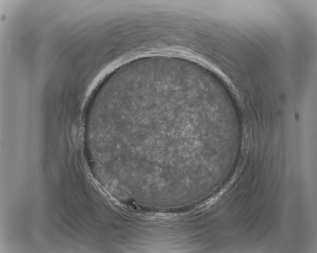 X0000081581506200702051226