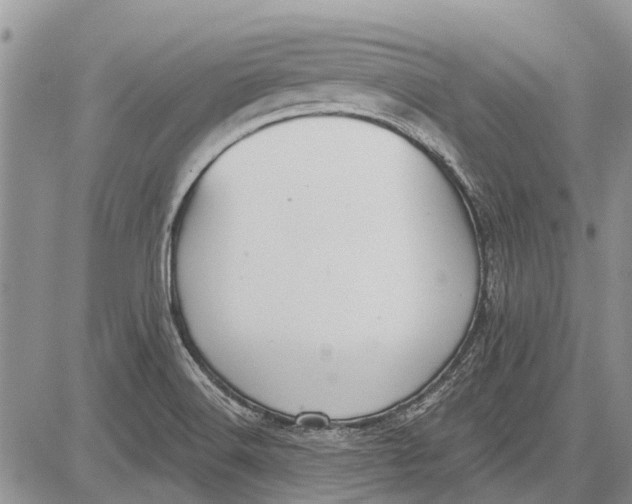 X0000081581516200702051226