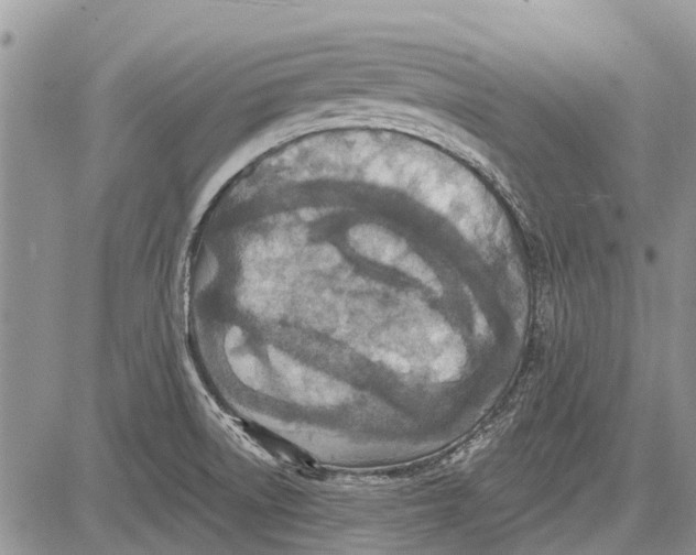 X0000081581522200702051226