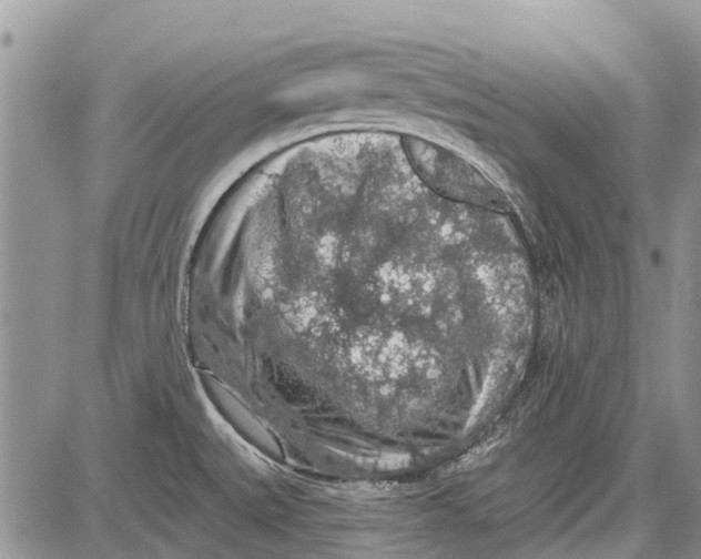 X0000081581527200702051226