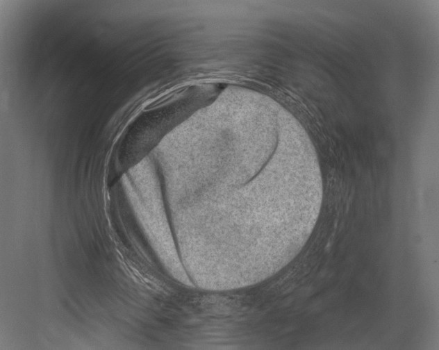 X0000081580290200702121455