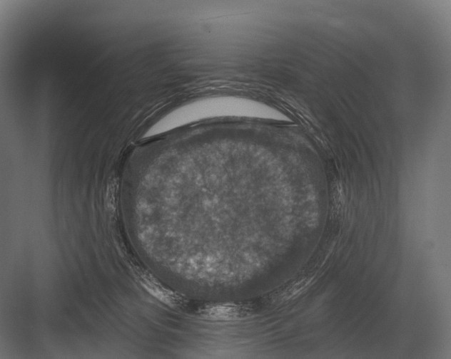 X0000081580325200702121454