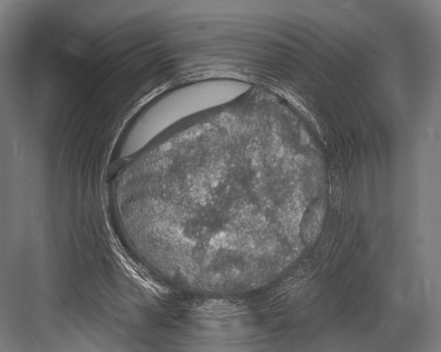 X0000081580390200702121453