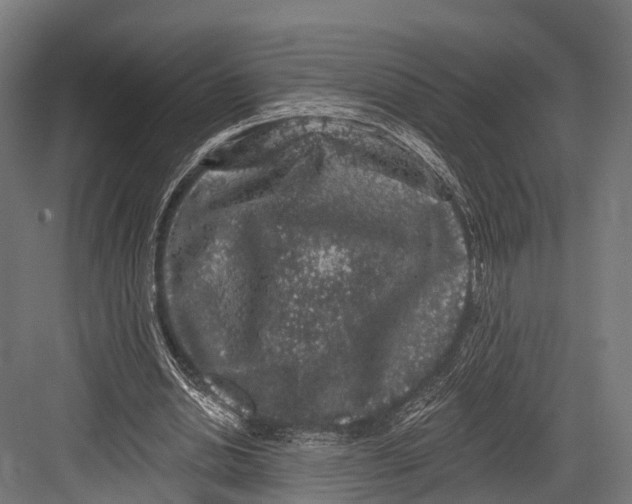 X0000081580438200702121452