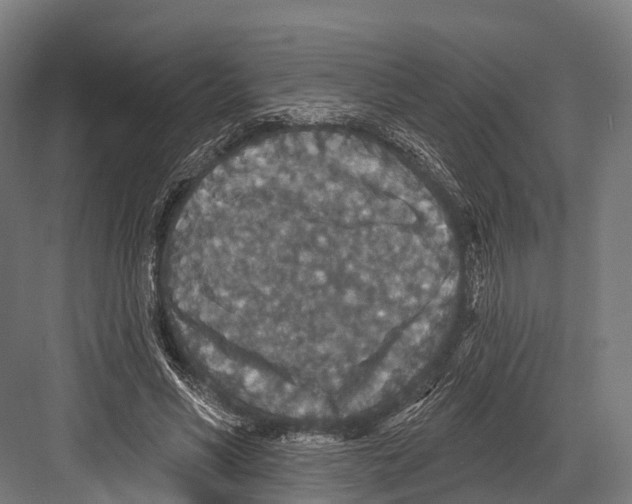 X0000081580590200702121450