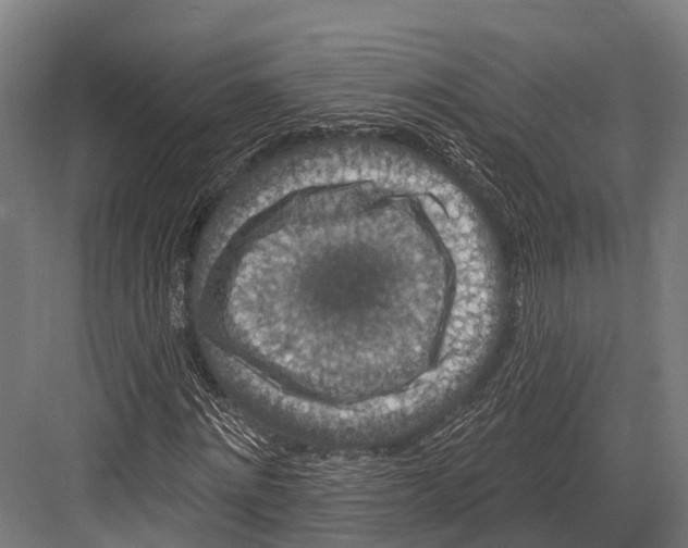 X0000081580868200702121445