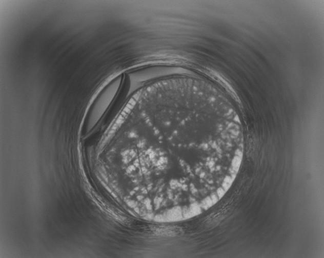 X0000081580899200702121444