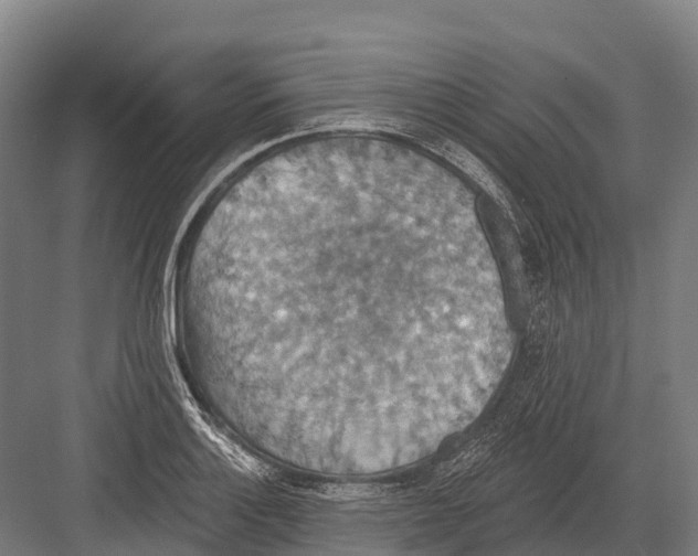 X0000081581132200702121441