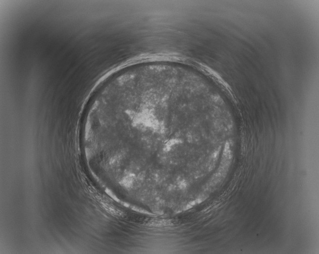 X0000081581174200702121440