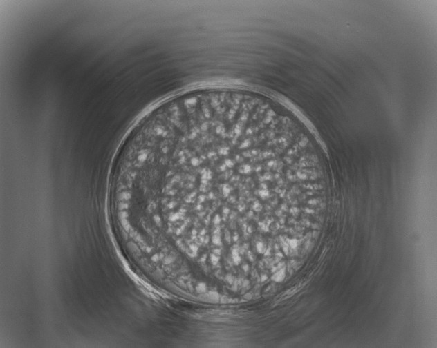 X0000081581245200702121439