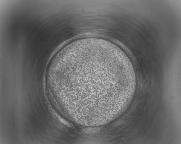 X0000081581294200702121438