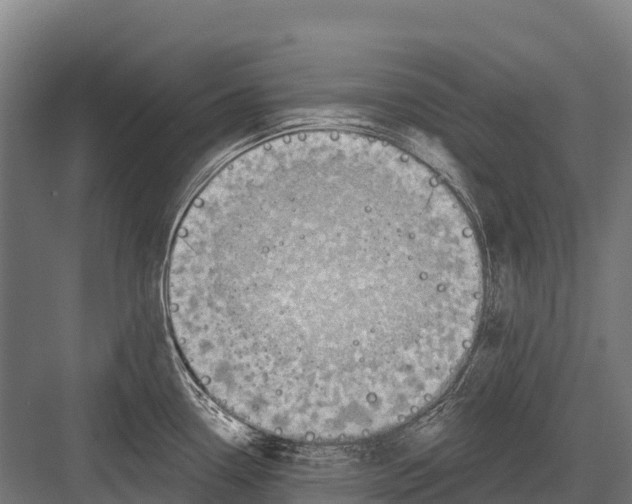 X0000081581338200702121438