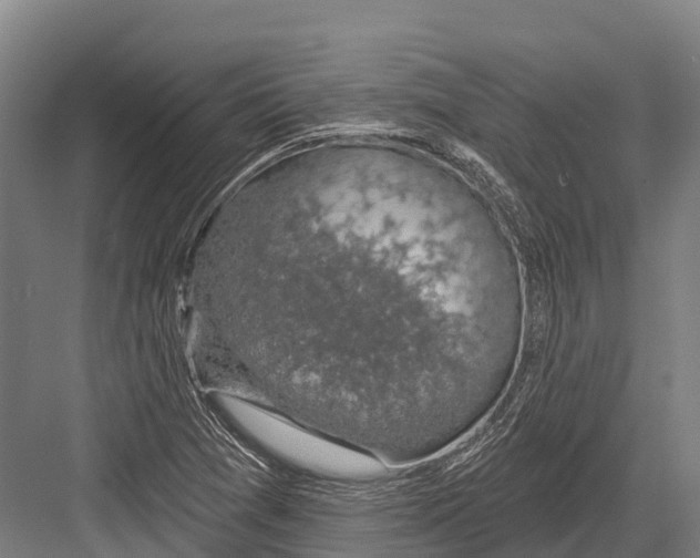 X0000081581361200702121437